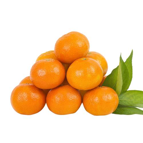 精品沃柑